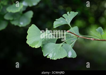 Ginkgo-Baum (Ginkgo biloba) oder Ginkgo mit hellgrünen neuen Blättern auf dem Hintergrund von verschwommenem Laub. Selektiver Fokus. Nahaufnahme. Landschaftsgarten. Stockfoto
