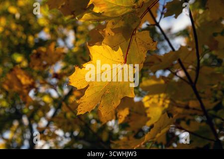 Die herbstlichen Ahornblätter sind gelb geworden Stockfoto