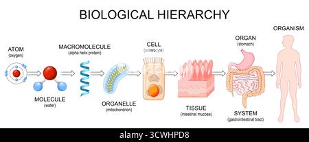 Biologische Hierarchie. Organisationsebenen des Lebens vom Atom, Molekül, Makromolekül und Organelle bis hin zu Zellen, Geweben, Organen, Systemen und menschlichen Organen Stock Vektor