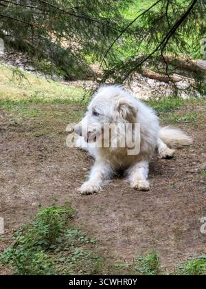 Rumänischer Schäferhund in den Bergen Rumäniens, in Siebenbürgen, im Schatten der Kiefern Stockfoto