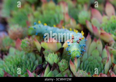 Die Cecropia Moth Caterpillar in einem Garten im Hinterhof in Winkler, Manitoba, Kanada. Stockfoto