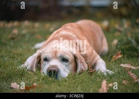 Senior labrador Retriever Hund, der auf grünem Gras mit herabfallenden Herbstblättern ruht, nachdenklich und reflektierend aussieht, Konzepte des Alterns, der Loyalität, Stockfoto