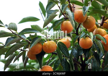 Ein Blick auf einen Obstgarten im Regen, mit Reifen Persimmonen, die in Häufchen von einem reichen Herbstpersimmonbaum hängen, und köstlichen gelben Persimmonen. Stockfoto