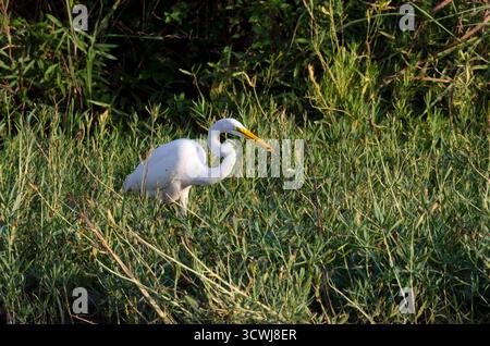 Großer Reiher, Ardea alba, mit frisch gefangenem Fisch Stockfoto