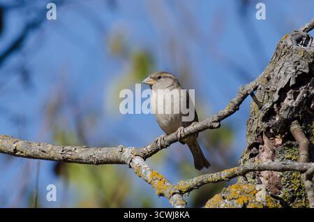 Haus Sparrow, Passer domesticus, weiblich Stockfoto