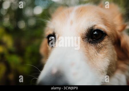 Nahaufnahme des Gesichts roter und weißer Hunde mit Fokus auf Augen und Nase. Natürliches Licht und unscharfer grüner Hintergrund. Stockfoto