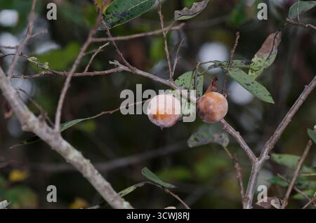 Amerikanisches Persimmon, Diospyros virginiana, Obst Stockfoto