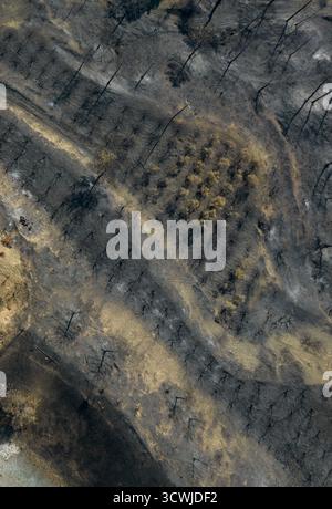 Drohnenansicht einer Landschaft, die kürzlich von einem Waldbrand betroffen war. Verkohlte Bäume stehen zwischen geschwärztem Boden und Überresten von Vegetation und enthüllen die Stockfoto