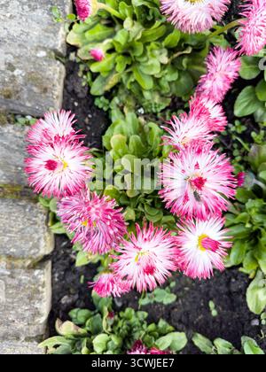 Blick von oben auf leuchtende rosa und weiße bellis perennis Blumen, die in einem Gartenbeet mit umliegendem grünem Laub wachsen Stockfoto