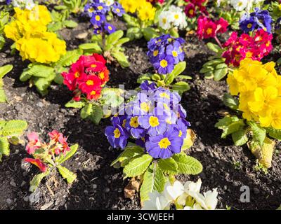 Ein lebhaftes Gartenbett mit einer Vielzahl von bunten Kerzen oder Polyanthus in voller Blüte. Stockfoto