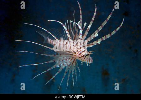 Rotfeuerfisch (Pterois volitans). Jugendlicher. Stockfoto