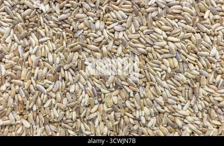 Nahaufnahme von Mariendistel. Stockfoto
