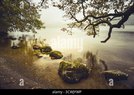 Eine ruhige Seeszene. Moosige Felsen säumen das Ufer, während Äste über das Wasser reichen und eine friedliche, natürliche Landschaft schaffen. Stockfoto