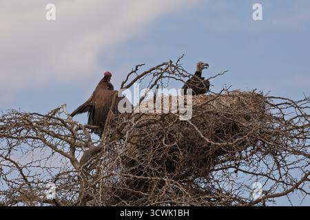 Zwei Geier, ein Lappengesicht und ein Weissgesicht, sitzen in ihrem Nest im Serengeti-Nationalpark, Tansania, wahrscheinlich zum Nisten oder Ausruhen. Stockfoto