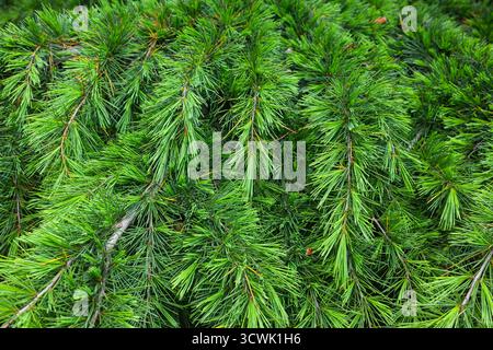 Zweige eines jungen grünen Weihnachtsbaums, Nahaufnahme Stockfoto