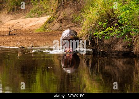 Im Serengeti-Nationalpark in Tansania taucht ein Nilpferd aus dem Wasser hervor und zeigt seine Zähne, während zwei ägyptische Gänse in der Nähe stehen. Stockfoto