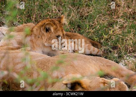 Ein Löwenjunges ruht auf seiner Mutter im Serengeti-Nationalpark in Tansania. Das Junge sieht wachsam aus, während die Mutter schläft. Stockfoto