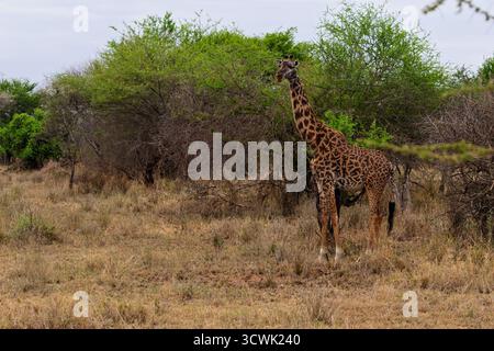 Im Serengeti-Nationalpark in Tansania steht eine Giraffe hoch und stöbert auf den üppig grünen Bäumen, ein typischer Tag für diesen sanften Riesen. Stockfoto