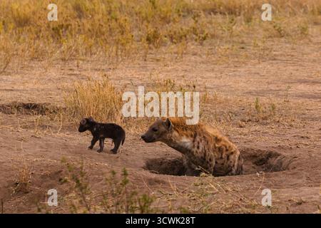 Eine gefleckte Hyäne und ihr Jungtier sind in der Nähe ihrer Höhle im Serengeti-Nationalpark in Tansania zu sehen. Das Junge läuft, während die Mutter ruht. Stockfoto