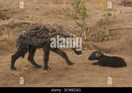 Eine gefleckte Hyäne nähert sich ihrem Jungen im Serengeti-Nationalpark in Tansania. Die Mutter schaut wahrscheinlich nach ihrem Jungen oder beschützt sie. Stockfoto