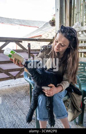Frau füttert Schwarzes Lamm mit Flasche im Café im Freien Stockfoto