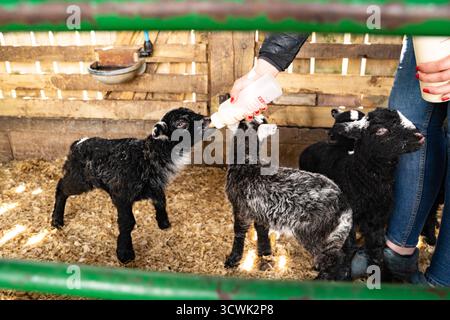 Bauernflaschenfütterung neugeborener Lämmer in Scheune mit Holzzäunen Stockfoto