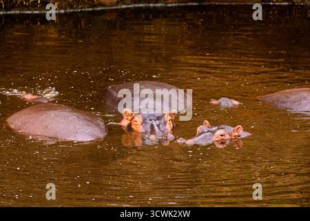 Flusspferde tauchten in einem Wasserloch im Serengeti-Nationalpark in Tansania ein, um kühl zu bleiben und ihre Haut vor der Sonne zu schützen. Stockfoto