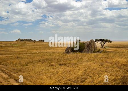 Ein Safari-Fahrzeug fährt durch den Serengeti-Nationalpark in Tansania und erkundet die weite Landschaft. Stockfoto