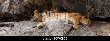 Löwenjungen schlafen auf Felsen im tansanischen Serengeti-Nationalpark. Die Jungen ruhen sich aus, wahrscheinlich nach dem Spielen oder Erkunden ihrer Umgebung. Stockfoto