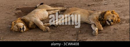 Zwei männliche Löwen schlafen im Serengeti-Nationalpark in Tansania. Sie ruhen sich nach einem langen Tag der Jagd und des Schutzes ihres Territoriums aus. Stockfoto