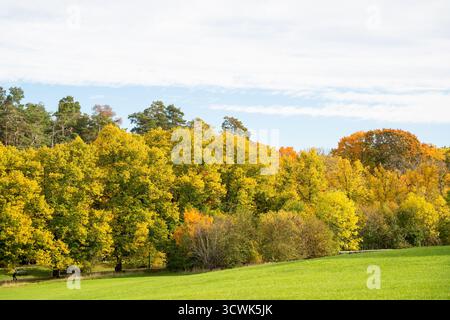 Wunderschöne Herbstlandschaft und sich wandelnde Bäume mit gelbem und orangefarbenem Herbstlaub Stockfoto
