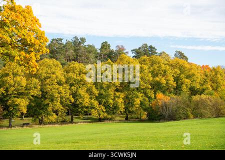 Wunderschöne Herbstlandschaft und sich wandelnde Bäume mit gelbem und orangefarbenem Herbstlaub Stockfoto