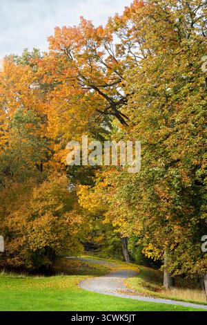Schotterweg, der im Herbst an einem Oktobertag in einen Wald aus hellgelben und orangen Laubbäumen führt Stockfoto