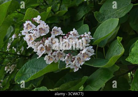 Nahaufnahme eines Astes von blühenden indischen Bohnenbäumen oder Catalpa bignonioides, Sofia, Bulgarien Stockfoto