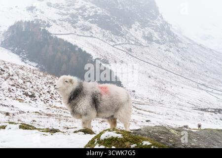 Herdwick-Schafe, die auf Schnee stehen, fielen in der winterlichen Landschaft des Lake District Stockfoto
