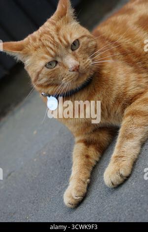Ingwerkatze mit grünen Augen mit schwarzem Kragen und silbernem ID-Etikett draußen. Stockfoto