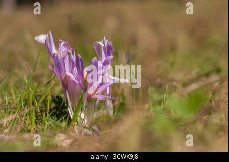 Die giftigen Purple Autumn Crocus (Colchicum autumnale) Blumen wachsen in diesem Frühjahr auf sonnendurchflutetem Grasfeld Stockfoto
