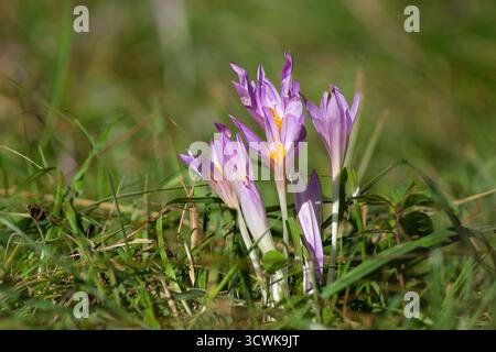 Lila Herbstkrokus (Colchicum autumnale) blühen im ruhigen grünen Grasfeld, helle Herbstblumen Stockfoto