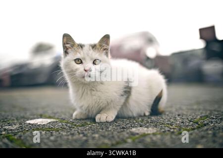 Porträt des streunenden Kitten, der auf der Straße verlassen wurde. Stockfoto