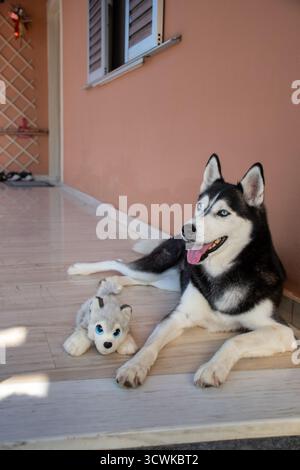 Porträt eines glücklichen sibirischen Huskys mit faszinierenden blauen Augen, die sanft keuchen, während er auf einem kühlen Boden neben seinem niedlichen Stofftier-Freund liegt. Ein loy Stockfoto