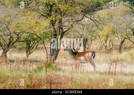 Ausgewachsene Damhirsche mit gemustertem Fell und Geweih in offenem Wald umgeben von trockenem Gras, im Schatten eines Baumes, Tierwelt, WaldNatur Stockfoto