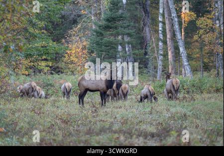 Bull und sein Harem an einem Oktobermorgen im Clam Lake-Gebiet im Norden von Wisconsin. Stockfoto
