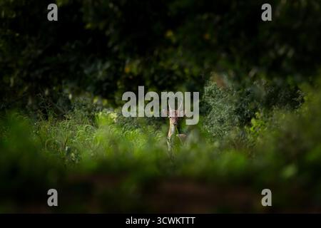 Ein Damhirsch in seinem heimischen Lebensraum. Dies ist ein gemeiner Brachhirsch während der Bruntsaison. Ein kleines Männchen von Damhirschen auf dem Feld. Stockfoto