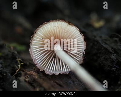 Blutender Feenhelm, Mycena haematopus. Alexandra Park, Bath, Somerset, Großbritannien. Stockfoto