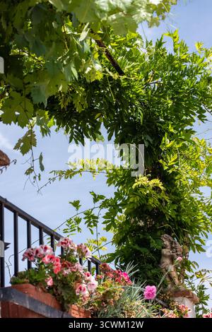 Ein Bild einer Weinpflanze, die im Süden Spaniens wächst. Stockfoto