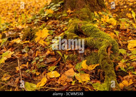 Moosbedeckte Baumwurzeln im Wald. Üppiger Herbstwald mit moosigen Baumwurzeln Stockfoto
