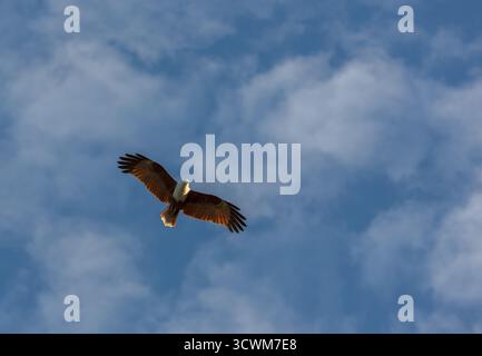 Brahminy Kite (Haliastur indus) schwebt mit ausgestreckten Flügeln gegen einen klaren blauen Himmel. Stockfoto