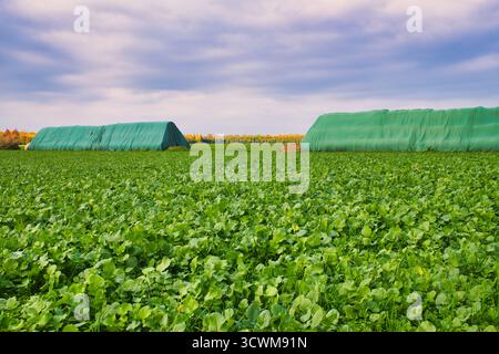 Herbstliche ländliche Landschaft mit zwei Heuballen, die mit grüner Plane bedeckt sind, auf üppigem Ackerland Stockfoto