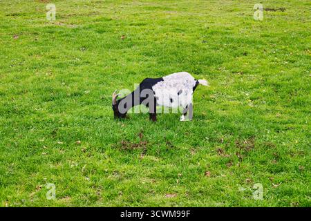 Schwarz-weiß gepunktete Ziege weidet unglücklich auf frischem grünem Gras auf offener Weide unter bewölktem Himmel Stockfoto