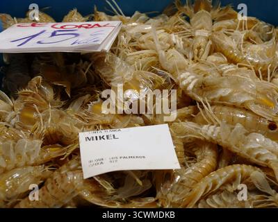 CADIZ, SPANIEN - 21. März 2024 - frische Mantis-Shrimps auf Eis werden an einem Fischhändler-Stand auf dem La Boqueria-Markt in Barcelona, Spanien, verkauft Stockfoto